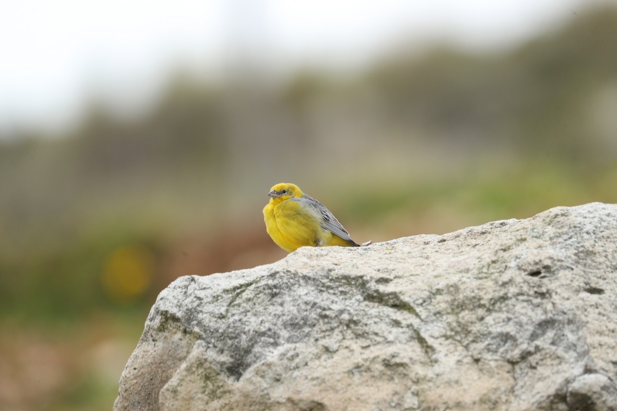 Bright-rumped Yellow-Finch - ML622977833