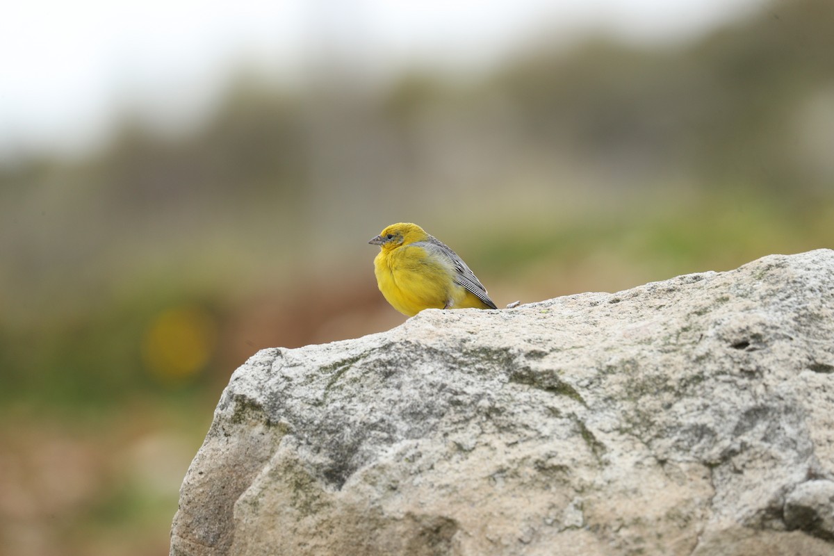 Bright-rumped Yellow-Finch - Marcelo Quipo