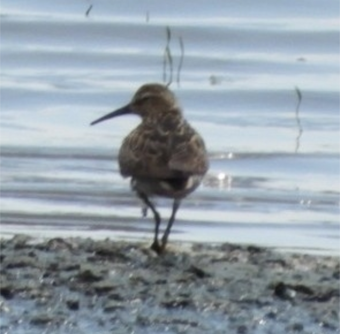 Stilt Sandpiper - ML622977889