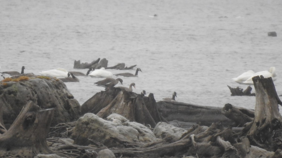 Greater White-fronted Goose - ML622977903