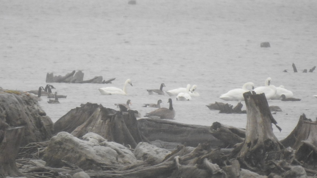 Greater White-fronted Goose - ML622977904