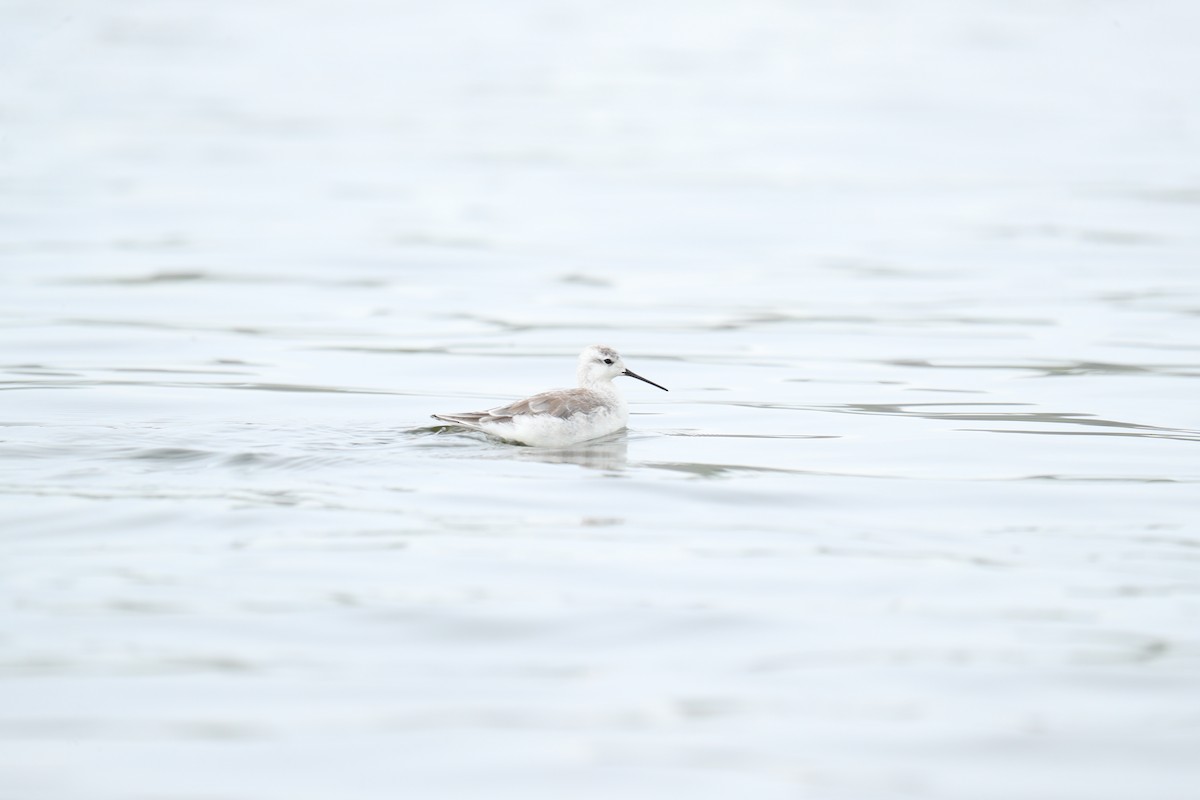 Wilson's Phalarope - ML622977994