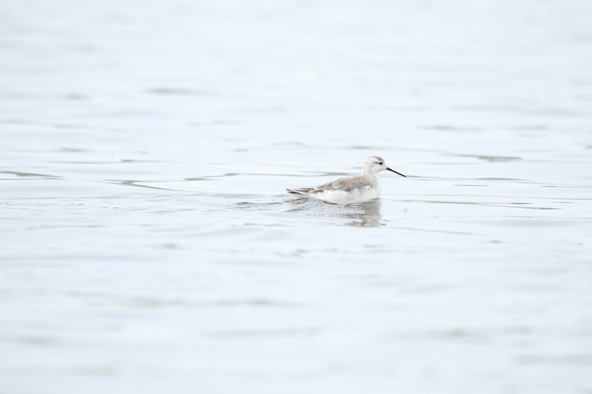 Wilson's Phalarope - ML622977995