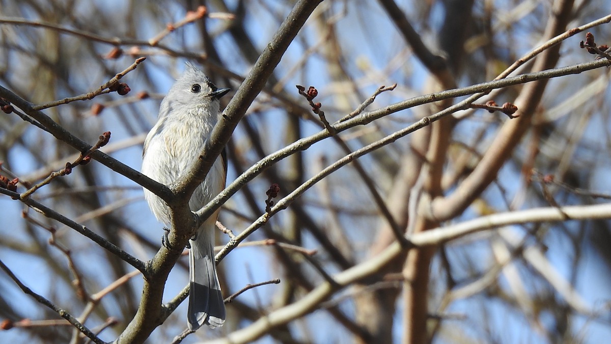Tufted Titmouse - ML622978076