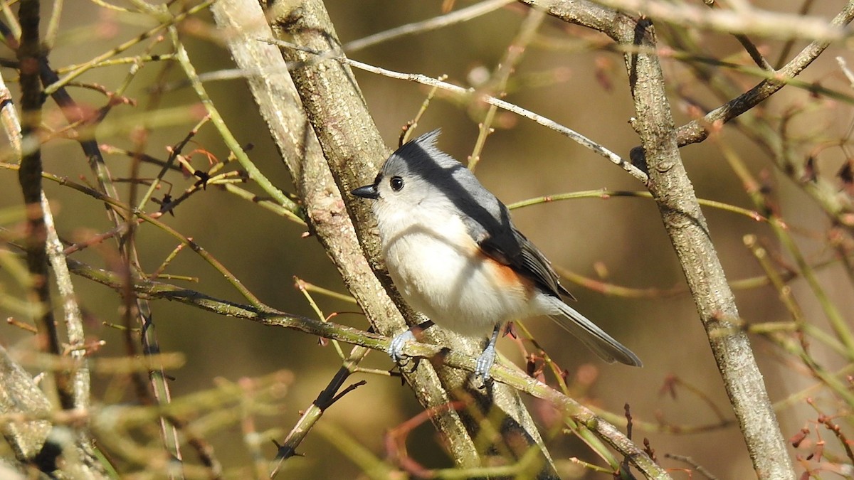 Tufted Titmouse - ML622978077