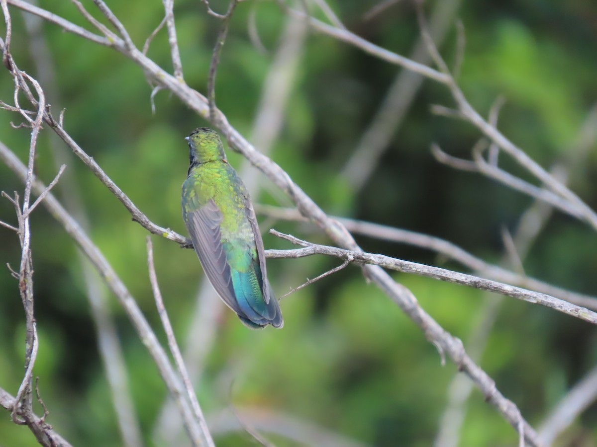 White-vented Violetear - ML622978091