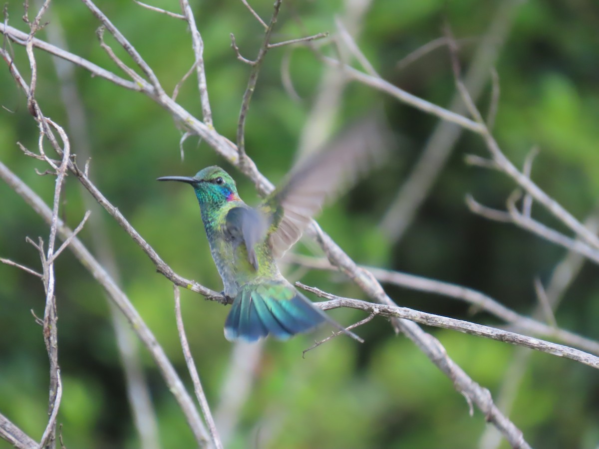 White-vented Violetear - ML622978114