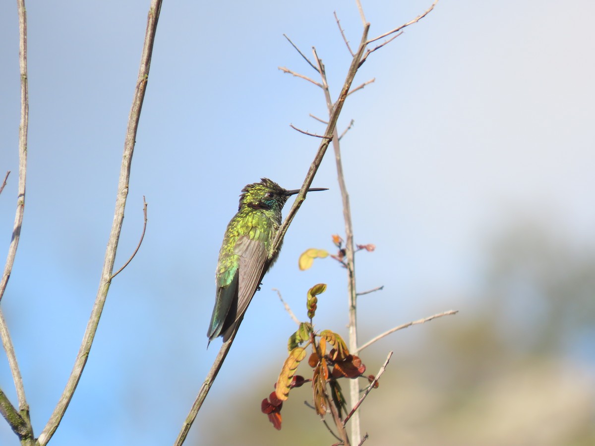 White-vented Violetear - Katherine Holland