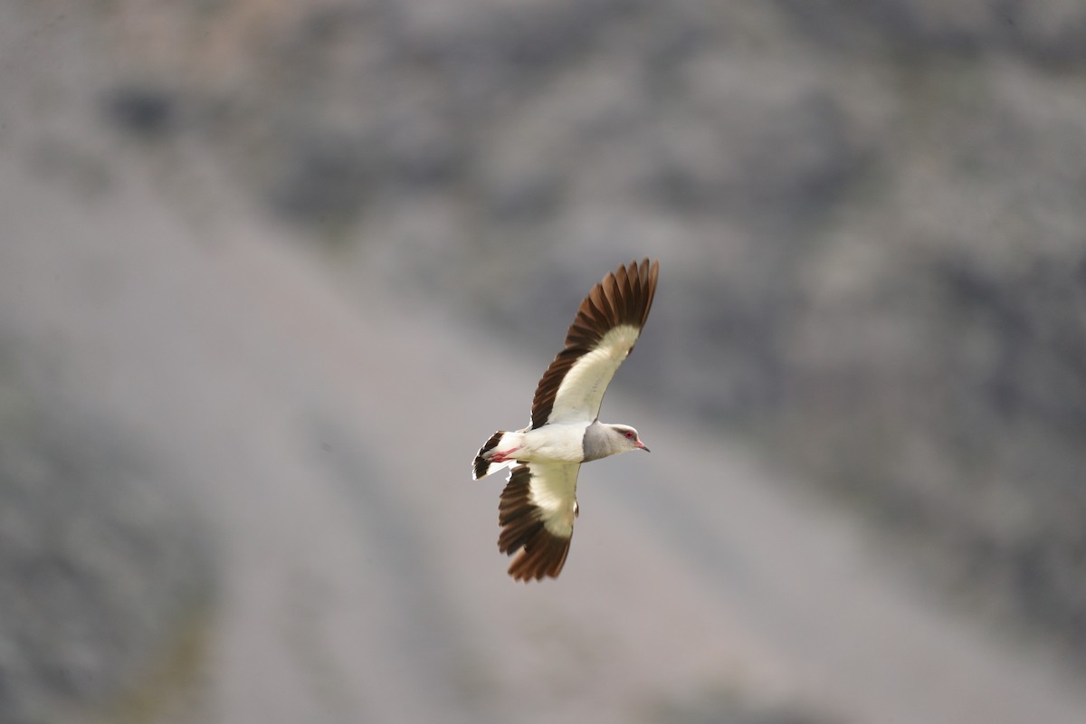 Andean Lapwing - ML622978239