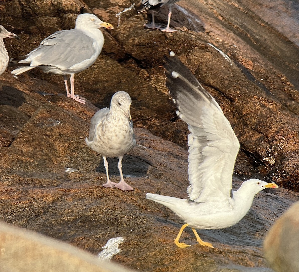 Lesser Black-backed Gull - Rick Heil