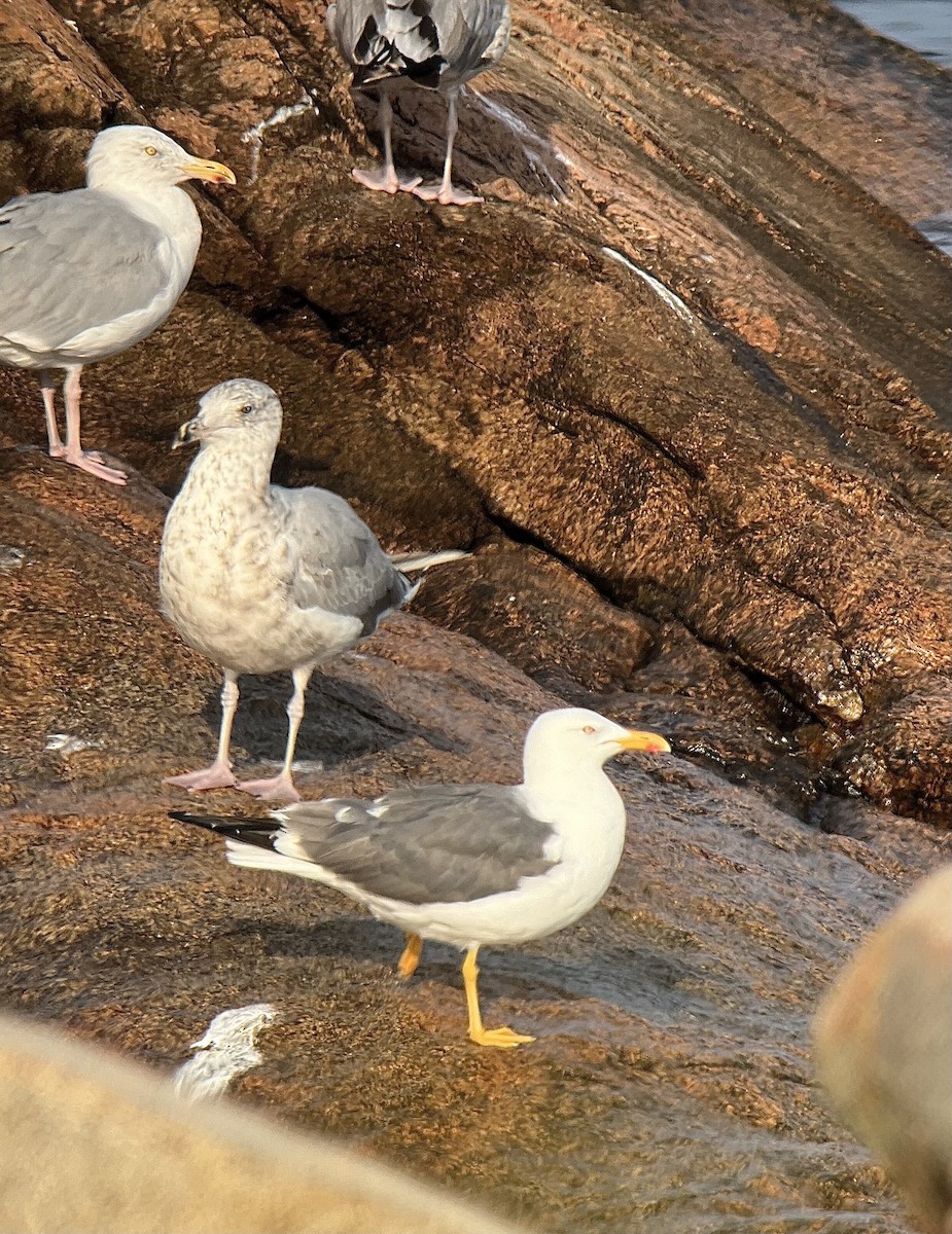 Lesser Black-backed Gull - ML622978253