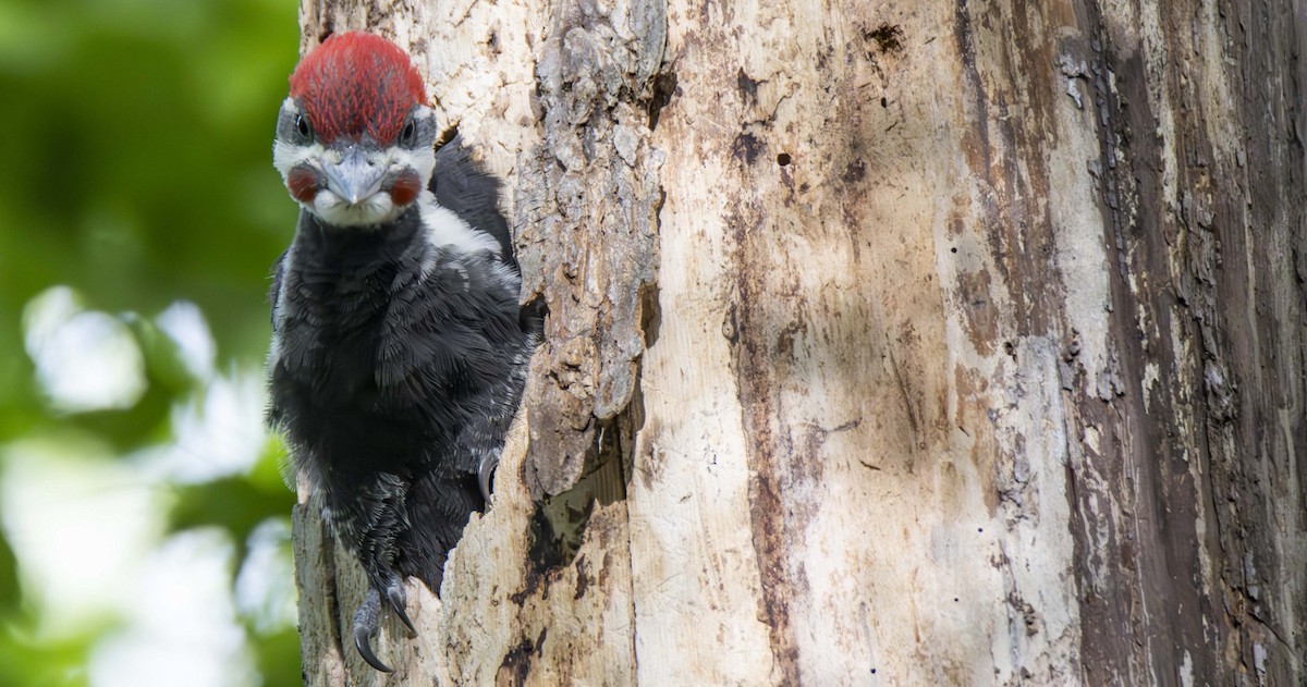 Pileated Woodpecker - ML622978291
