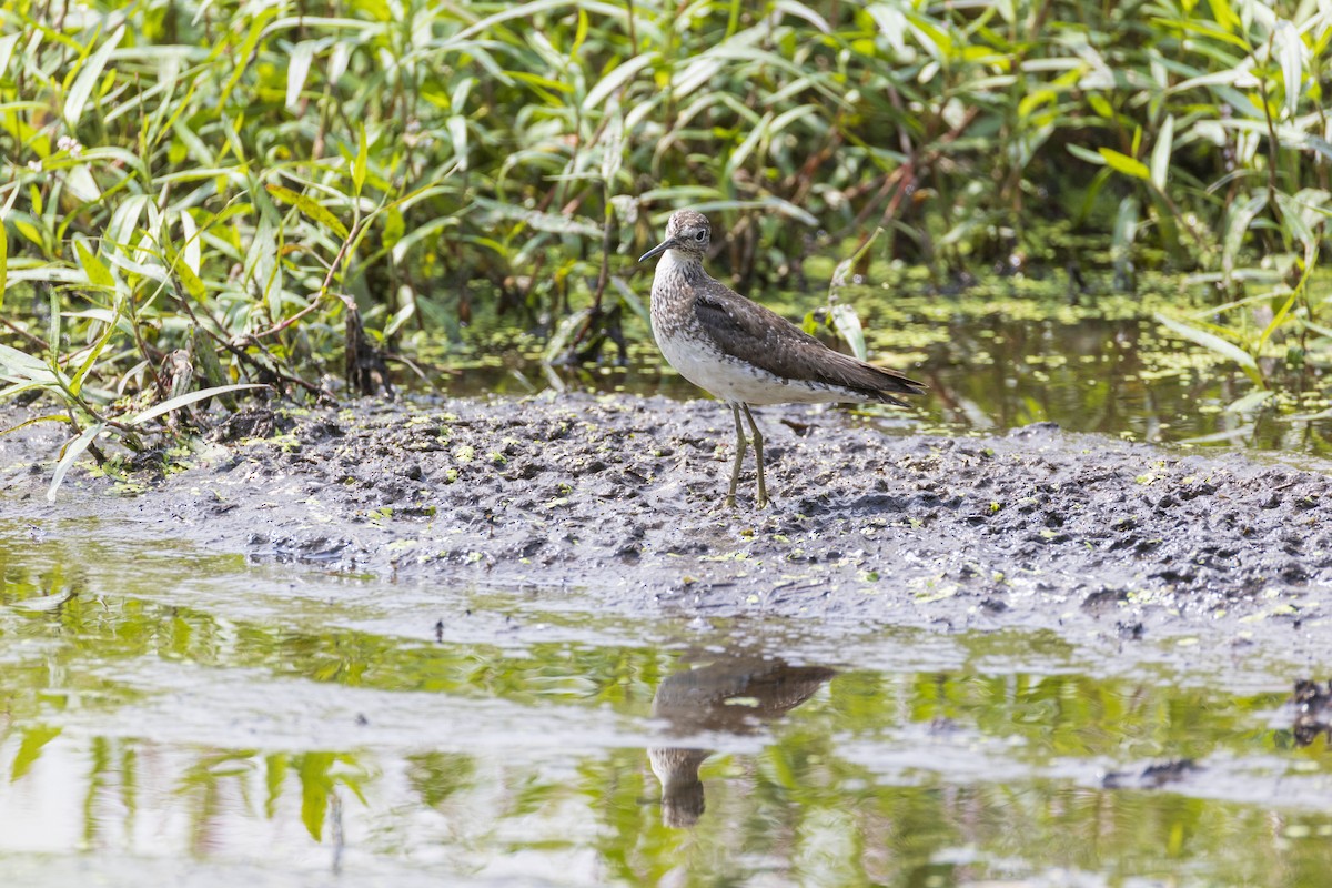 Solitary Sandpiper - ML622978329