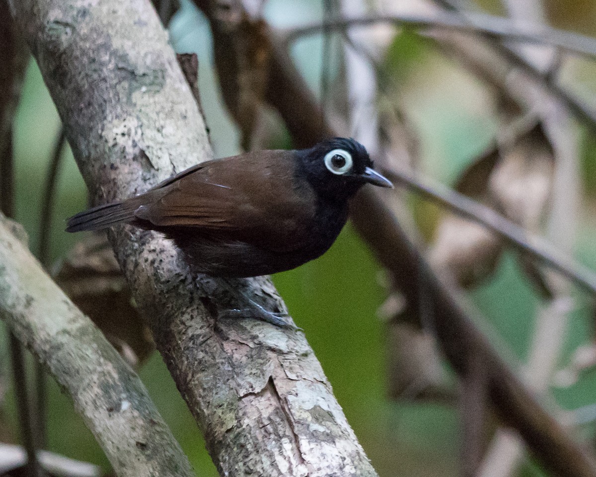 Bare-eyed Antbird - ML622978346