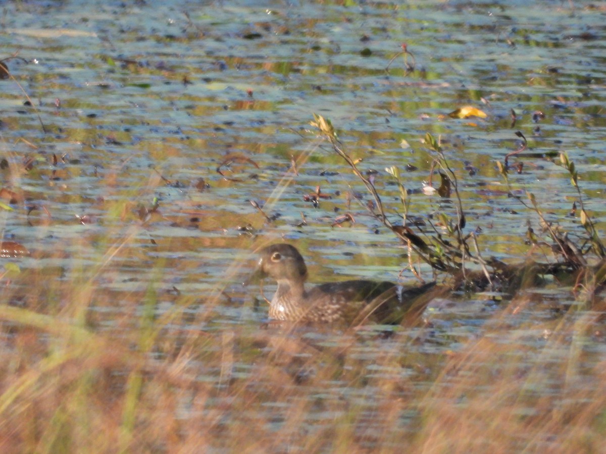 Wood Duck - Denis Provencher COHL