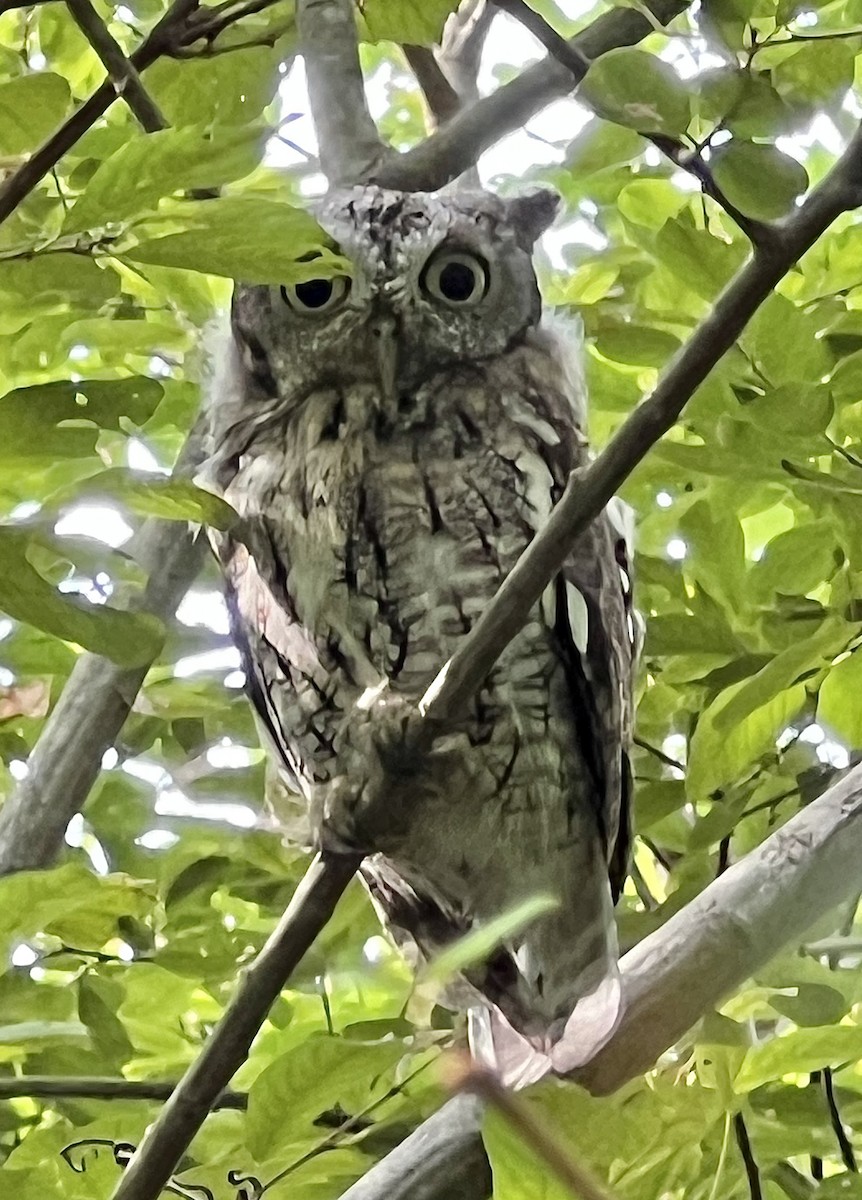 Eastern Screech-Owl - ML622978356