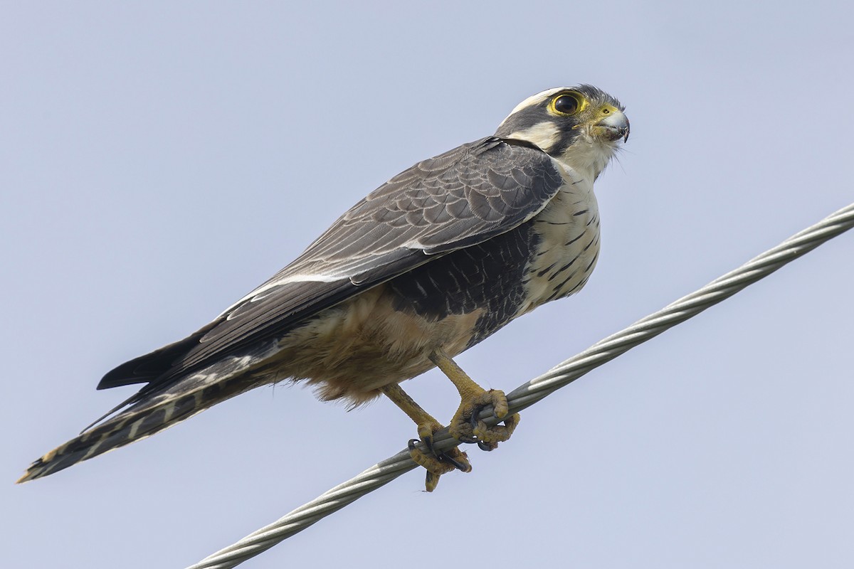 Aplomado Falcon - ML622978363