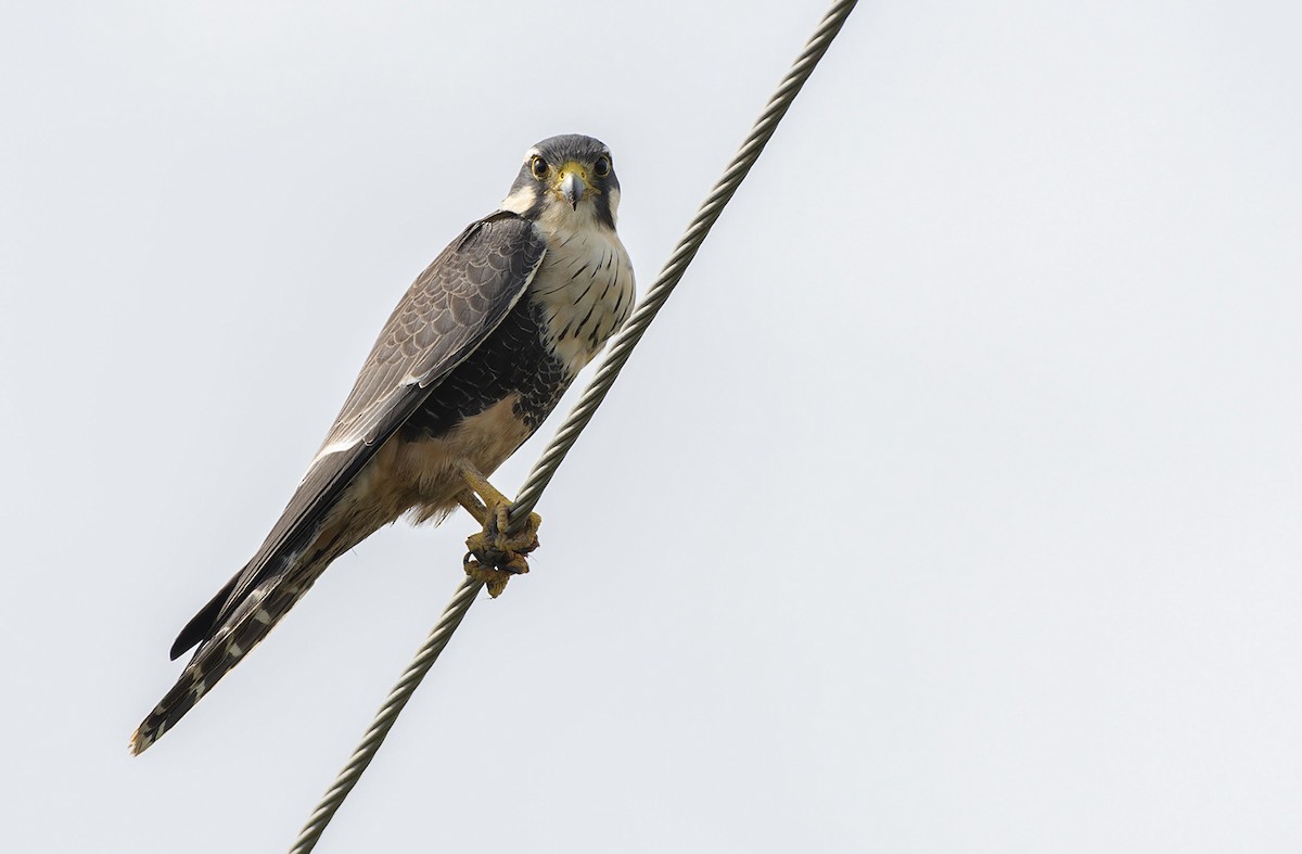 Aplomado Falcon - ML622978364