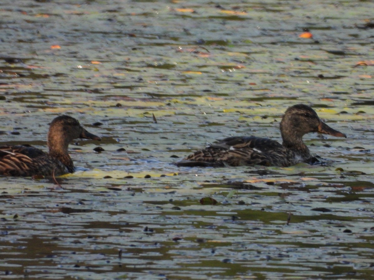 Mallard - Denis Provencher COHL