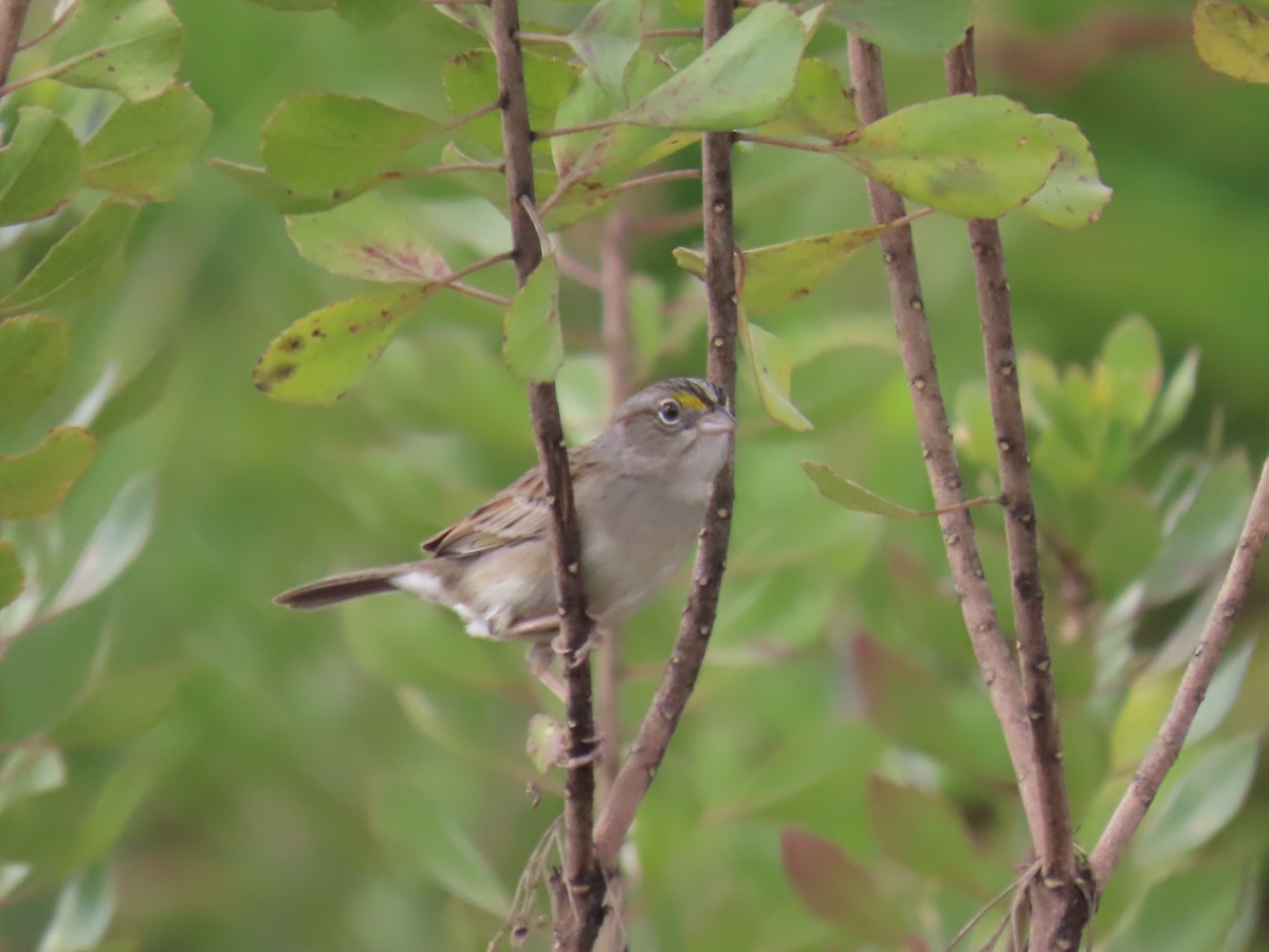 Grassland Sparrow - ML622978388