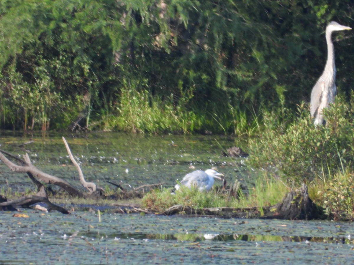 Great Blue Heron - ML622978390