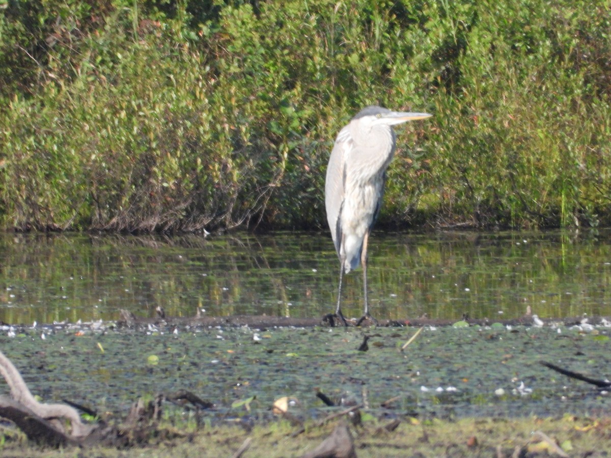 Great Blue Heron - ML622978391