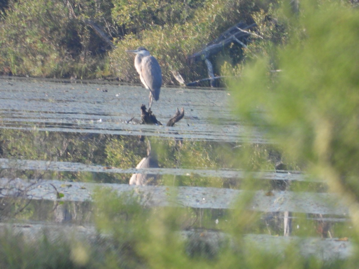 Great Blue Heron - ML622978392