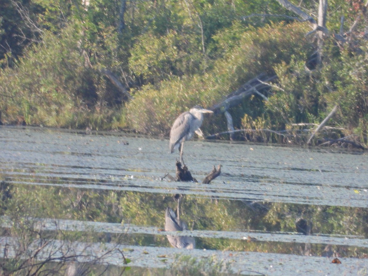 Great Blue Heron - ML622978393