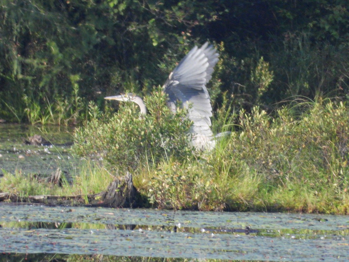 Great Blue Heron - ML622978394