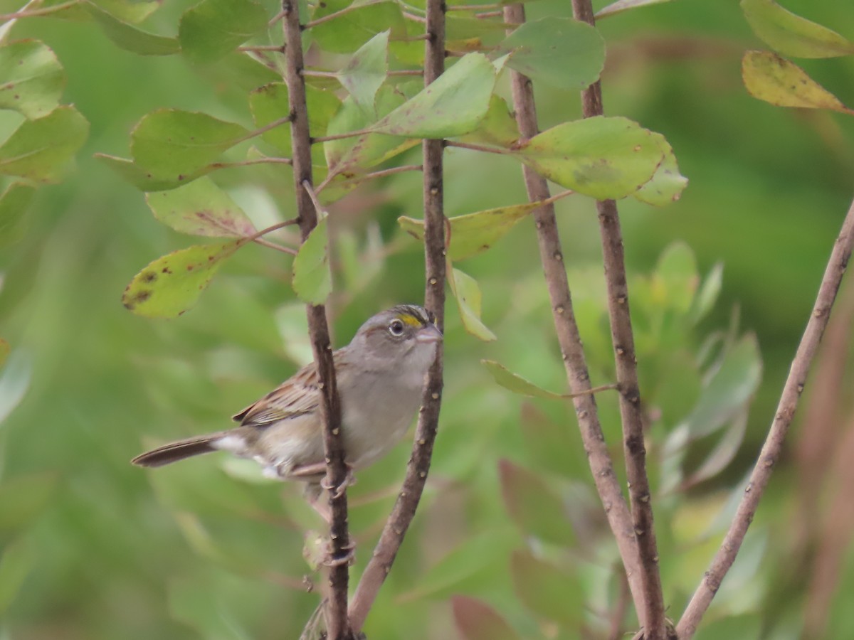 Grassland Sparrow - ML622978396