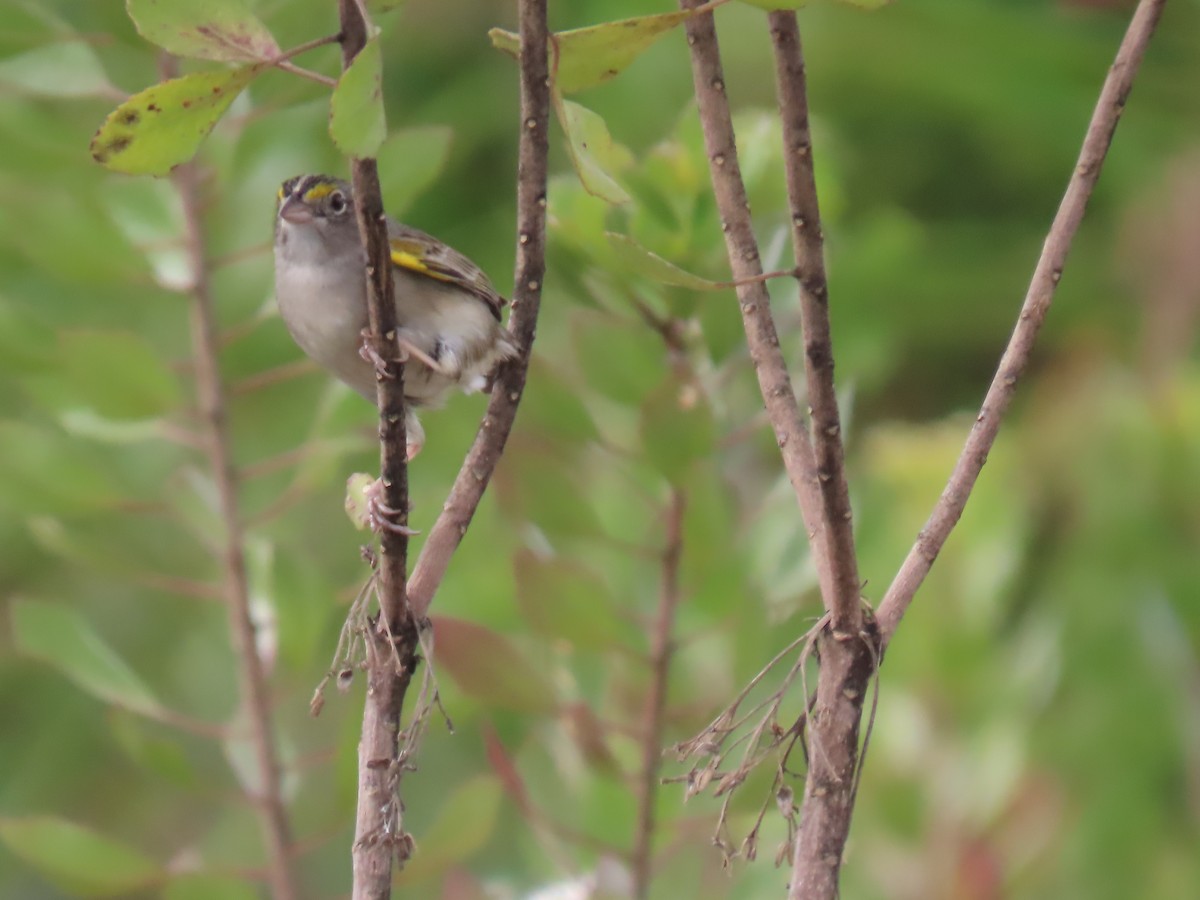 Grassland Sparrow - ML622978406