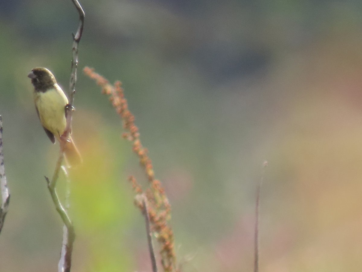 Yellow-bellied Seedeater - ML622978431