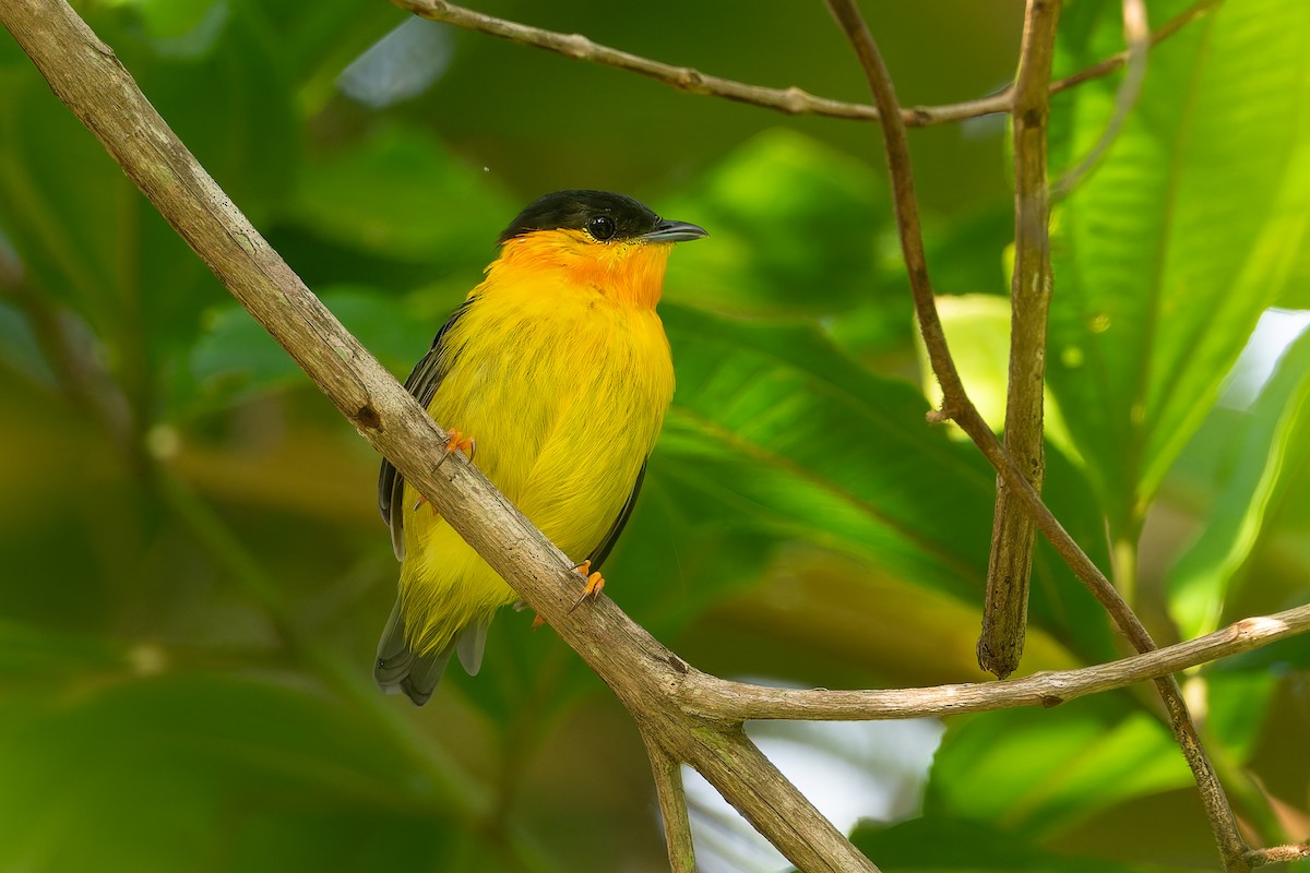 Orange-collared Manakin - ML622978432