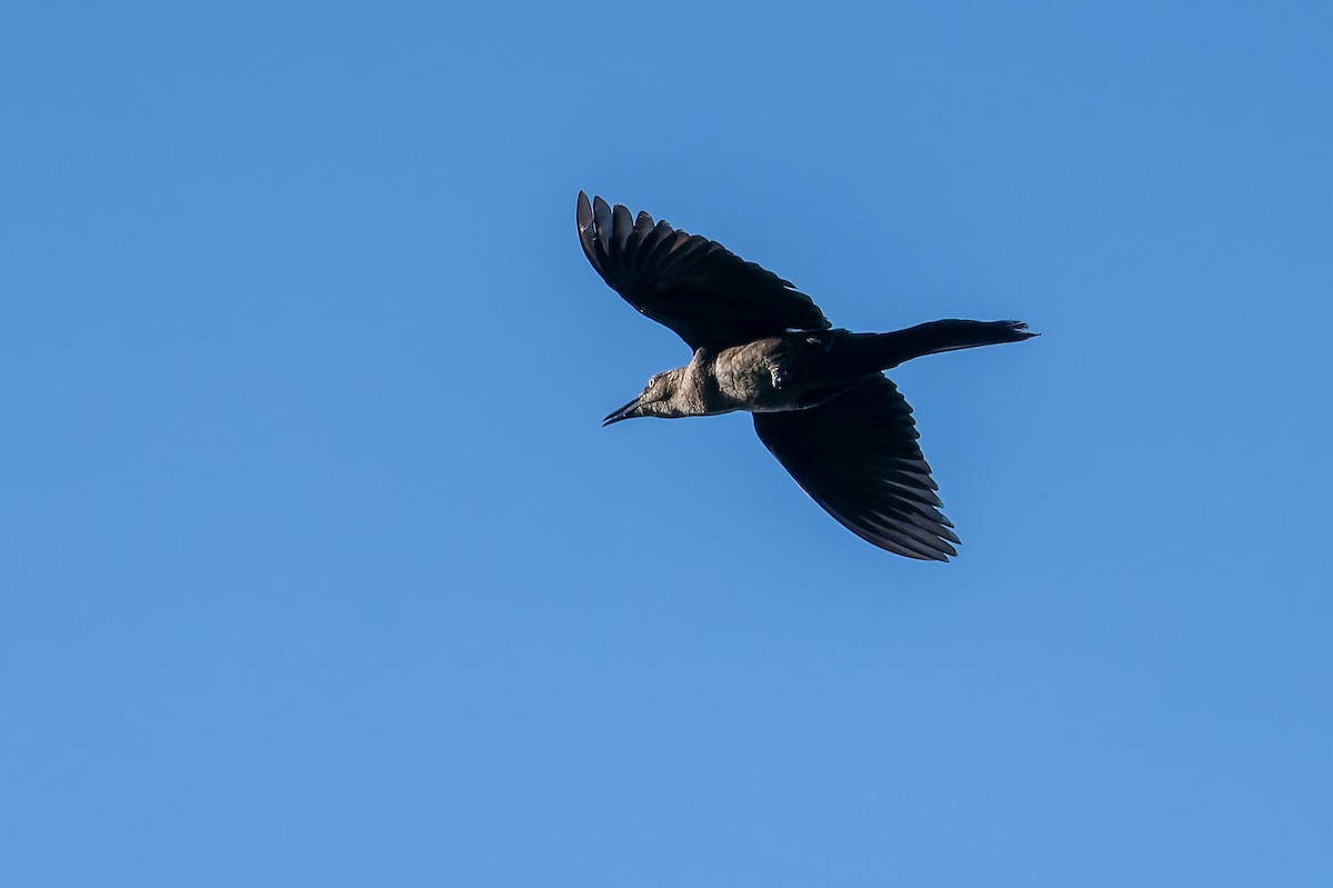 Great-tailed Grackle - ML622978435