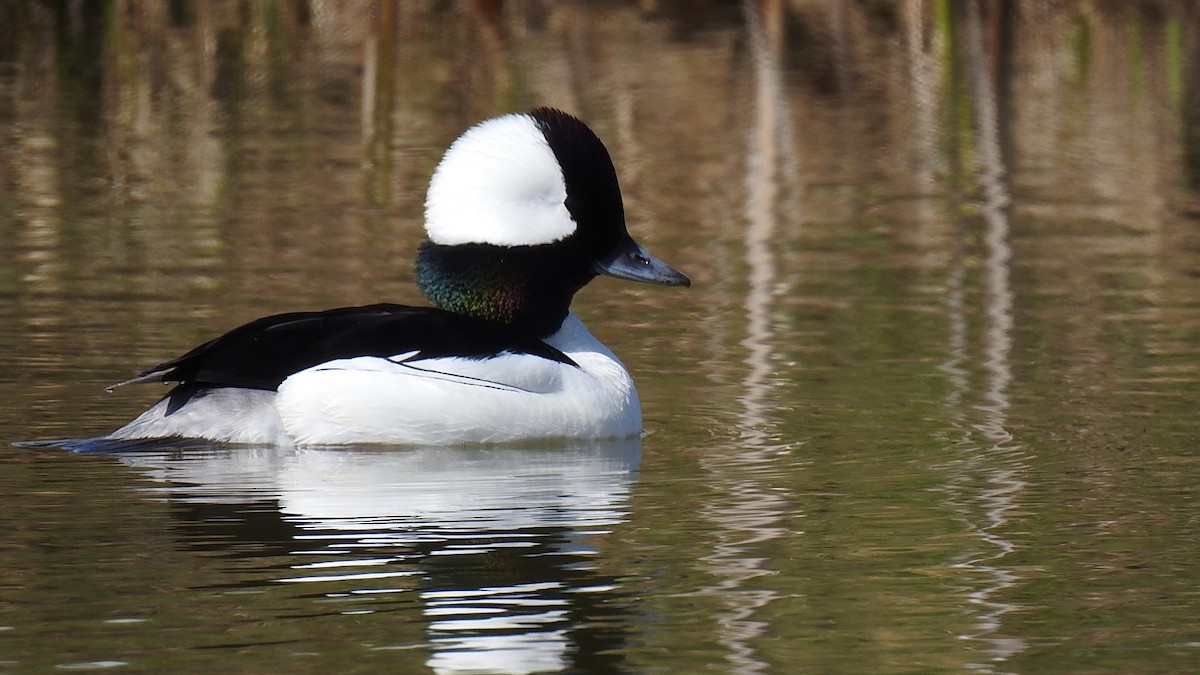 Bufflehead - ML622978455