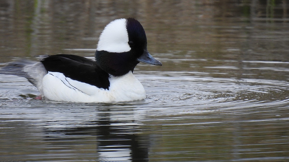 Bufflehead - ML622978456