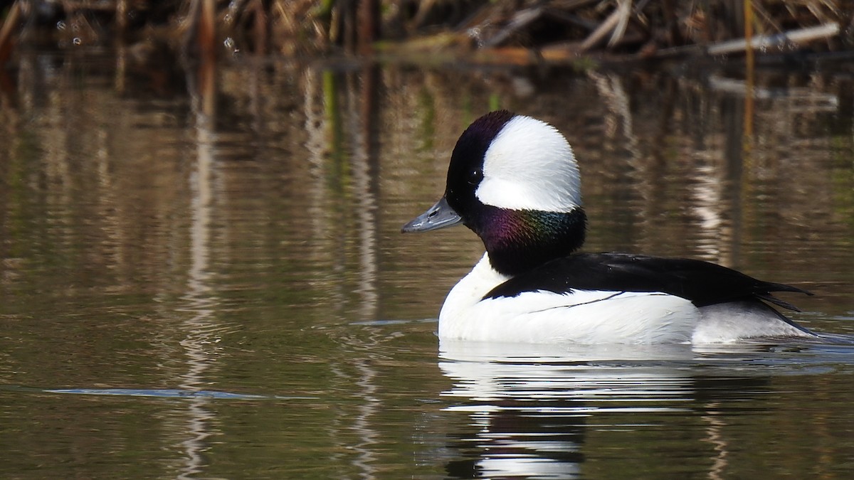 Bufflehead - ML622978457