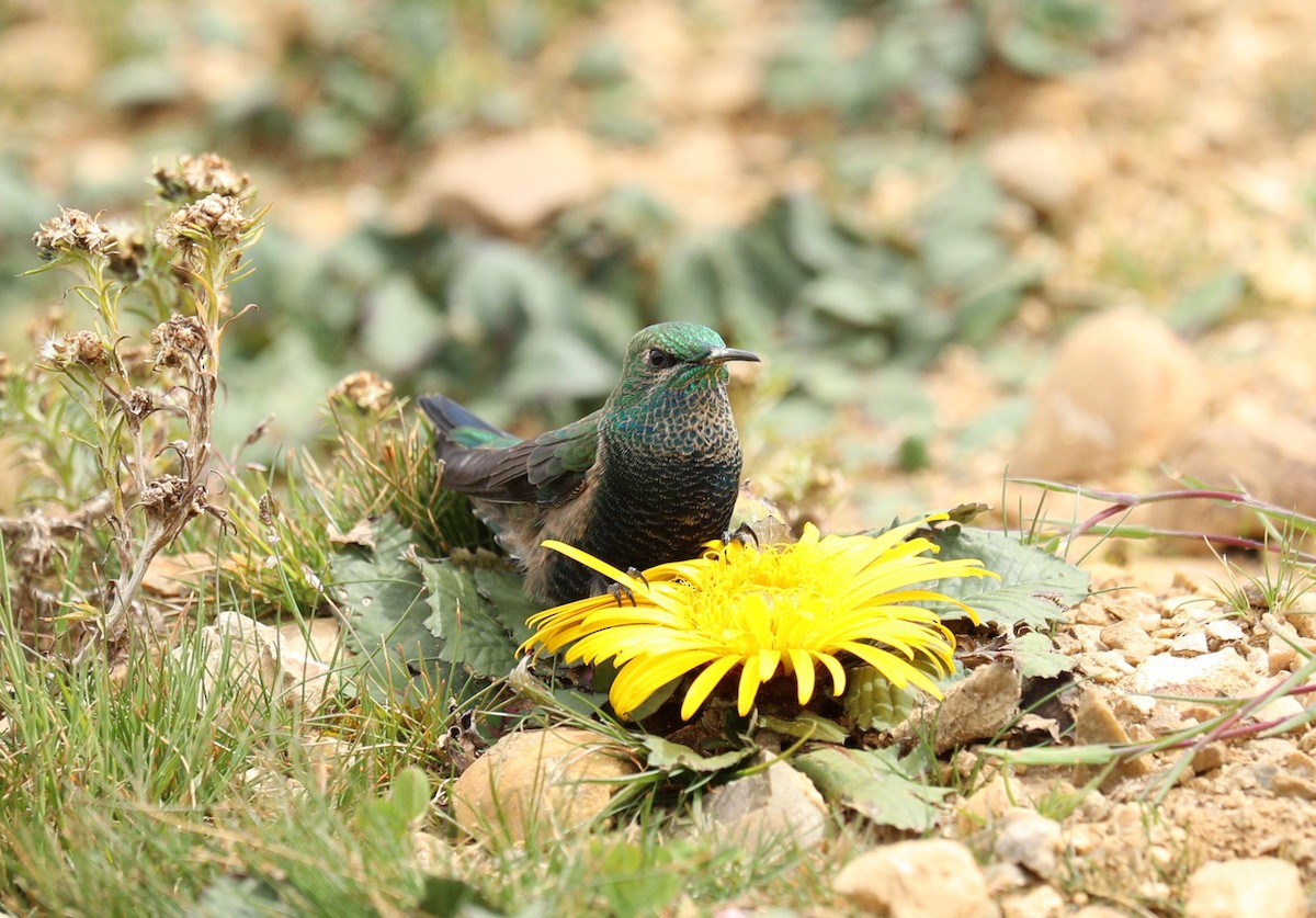 Black-breasted Hillstar - ML622978469