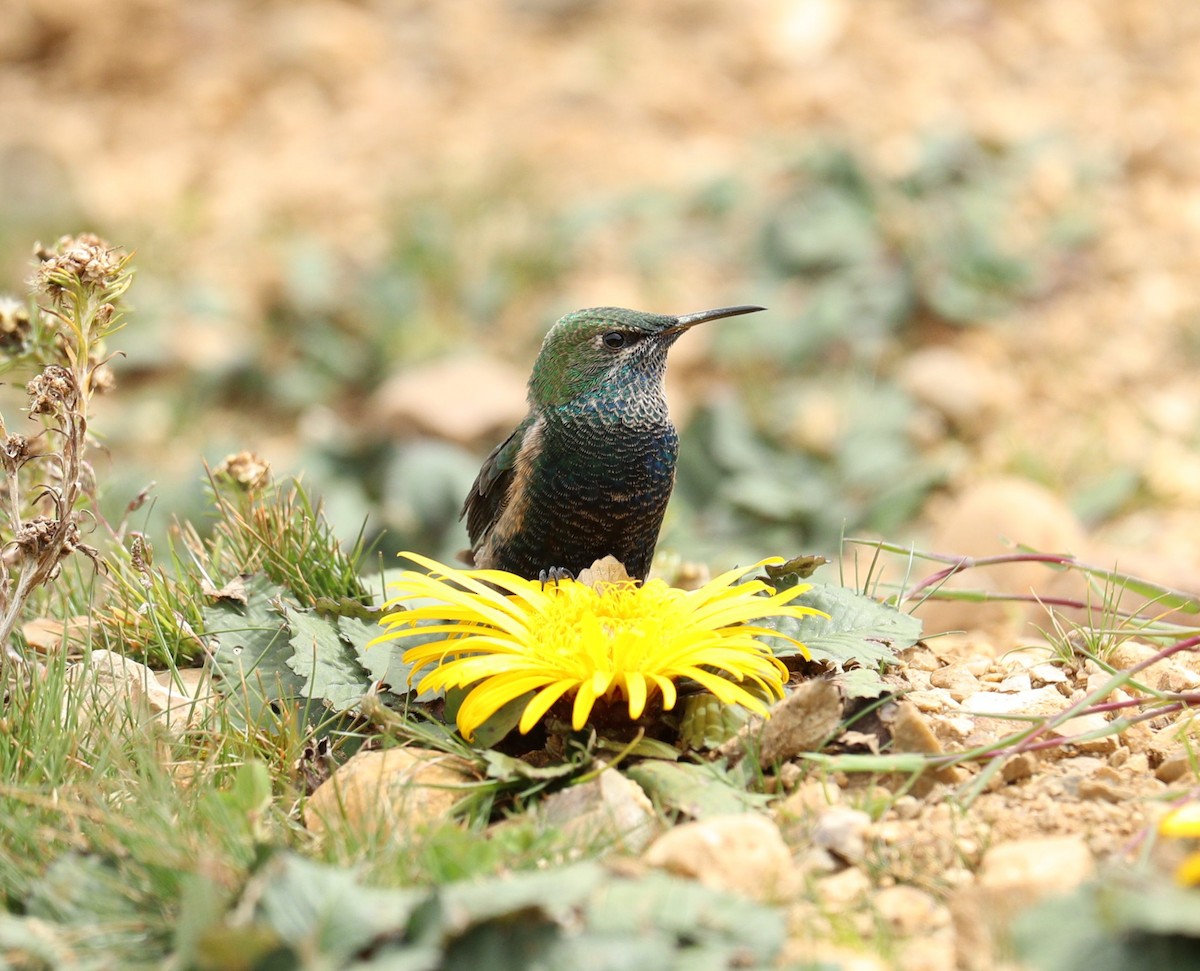 Black-breasted Hillstar - ML622978470