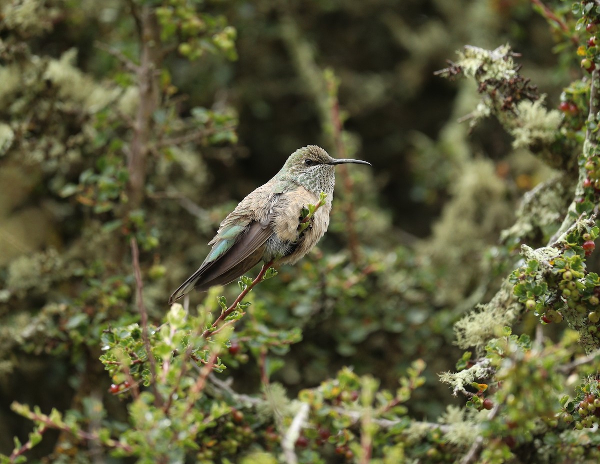 Black-breasted Hillstar - ML622978471