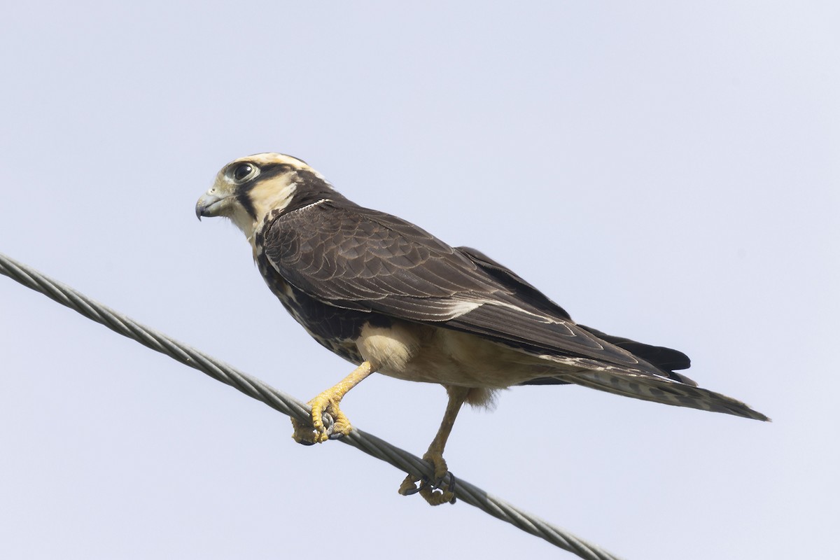 Aplomado Falcon - ML622978475