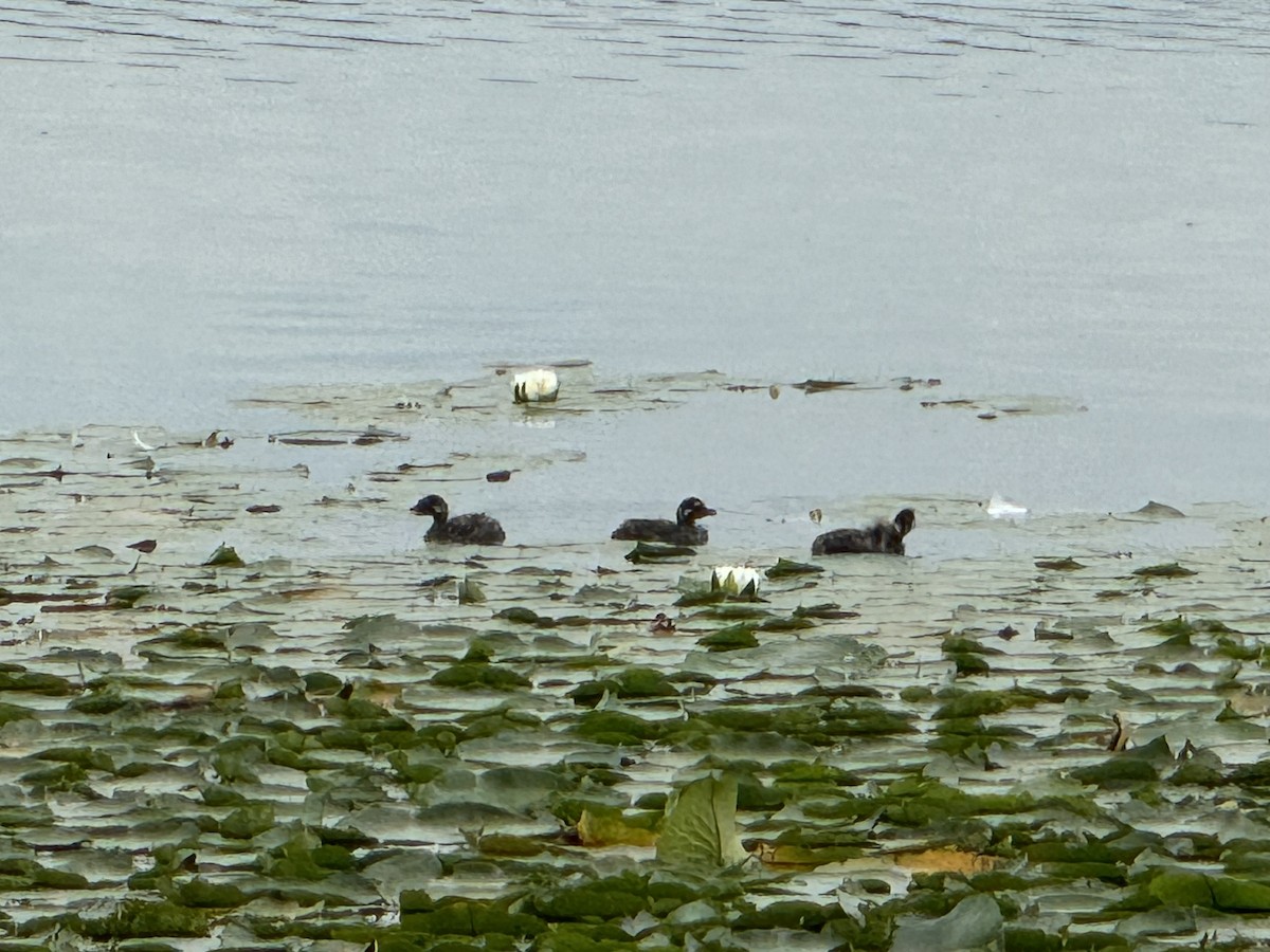 Pied-billed Grebe - ML622978484