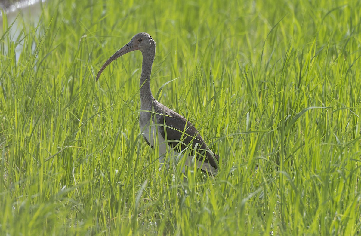 White Ibis - ML622978488
