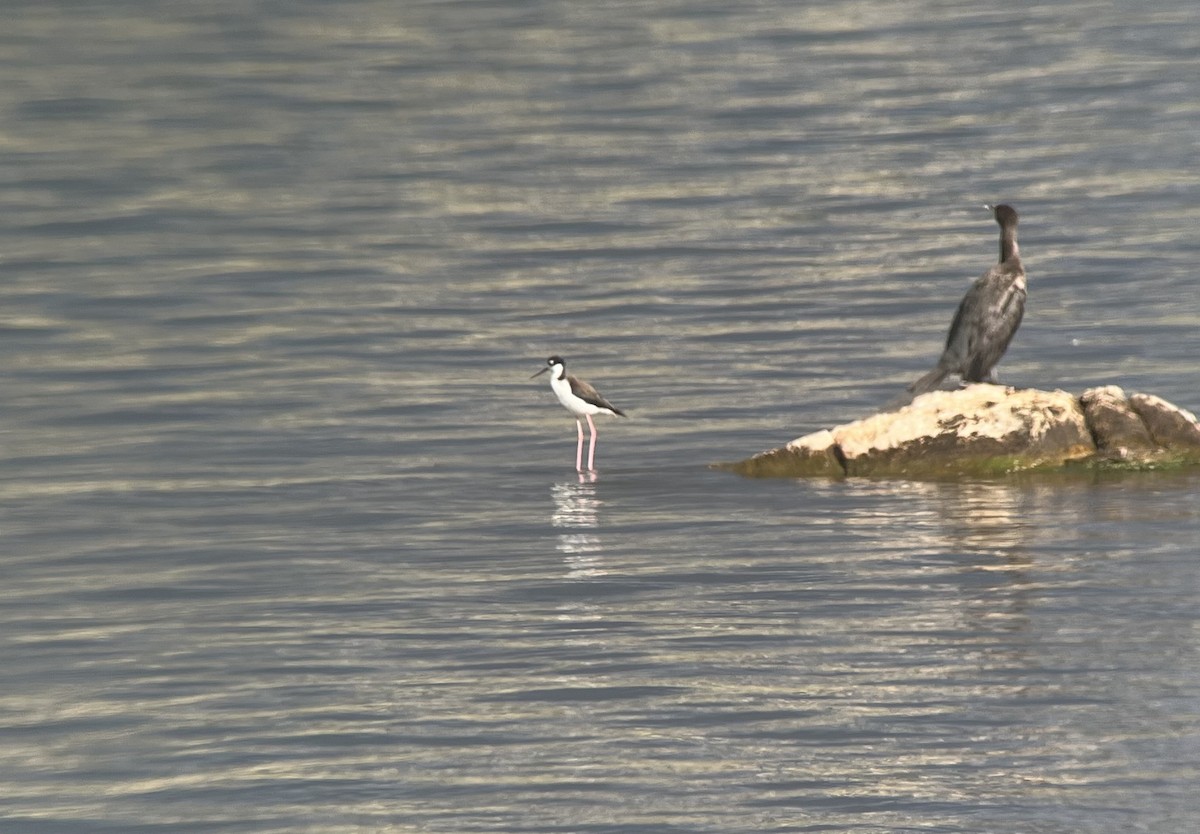 Black-necked Stilt - Kendall Watkins