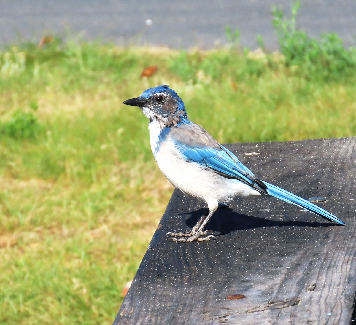 California Scrub-Jay - ML622978505