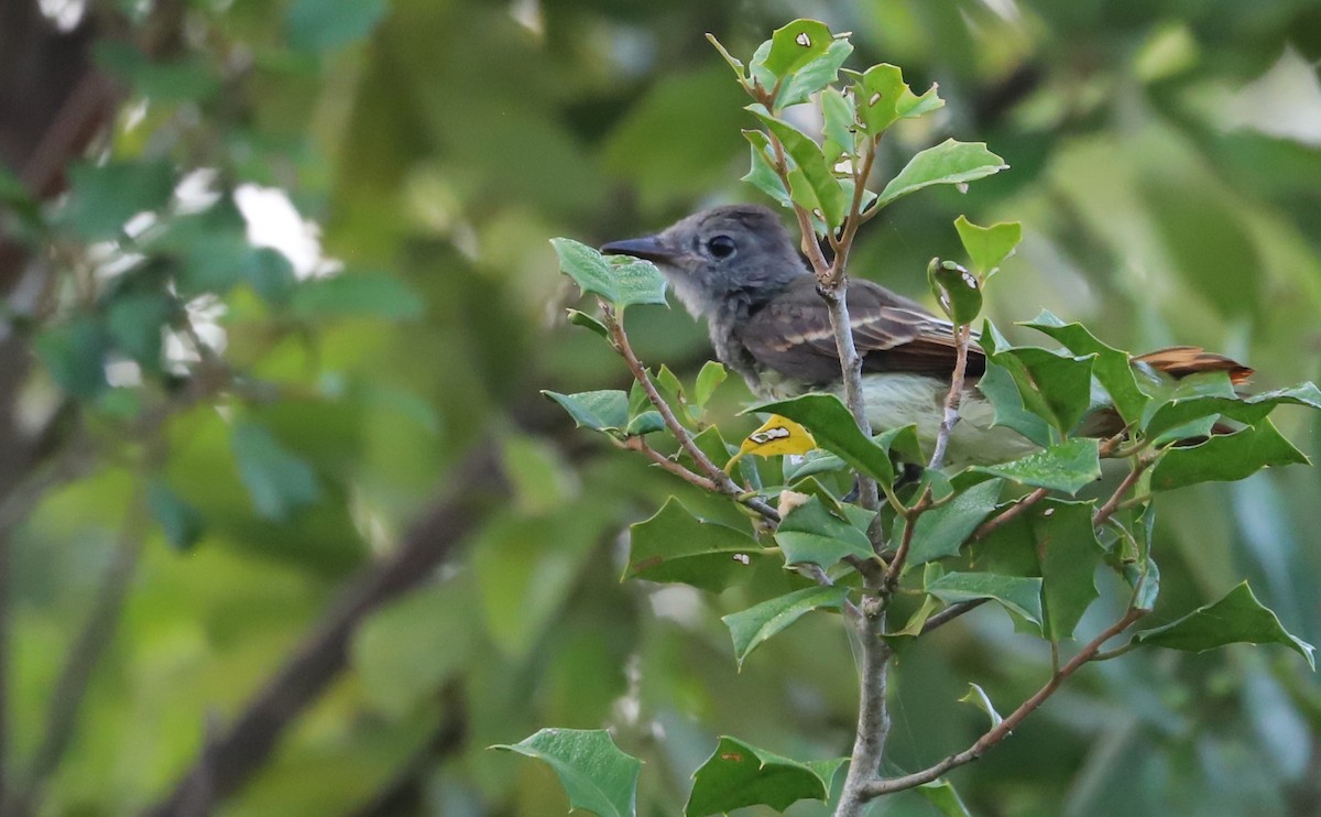 Great Crested Flycatcher - ML622978559