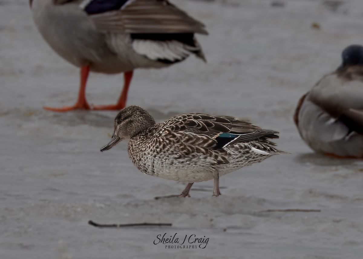 Green-winged Teal - ML622978582