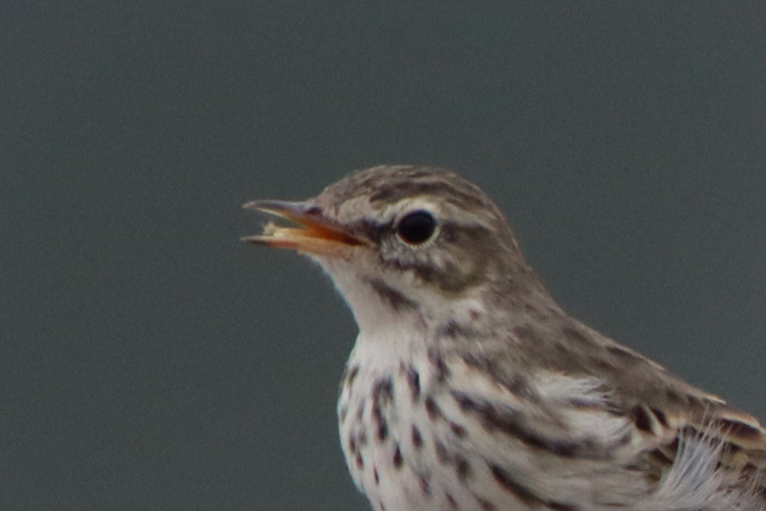 Berthelot's Pipit - ML622978602