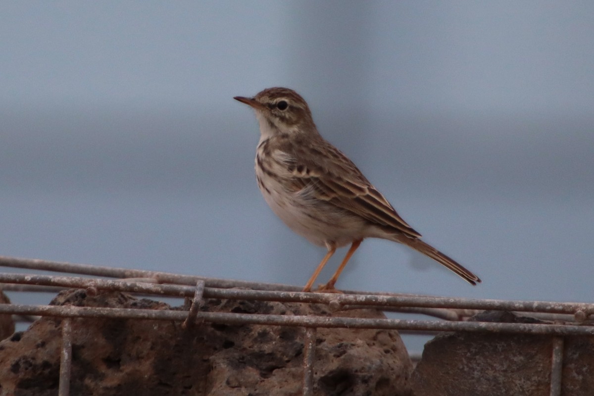 Berthelot's Pipit - Felipe Rodríguez Pérez