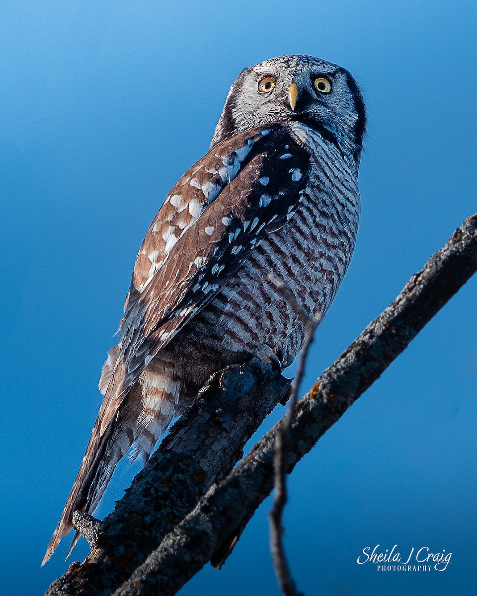 Northern Hawk Owl - ML622978618